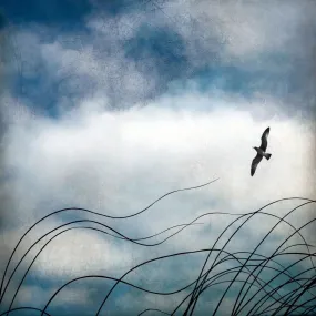 Beach Grass and Seagull by Gloria Baker Feinstein Fine Art Photography