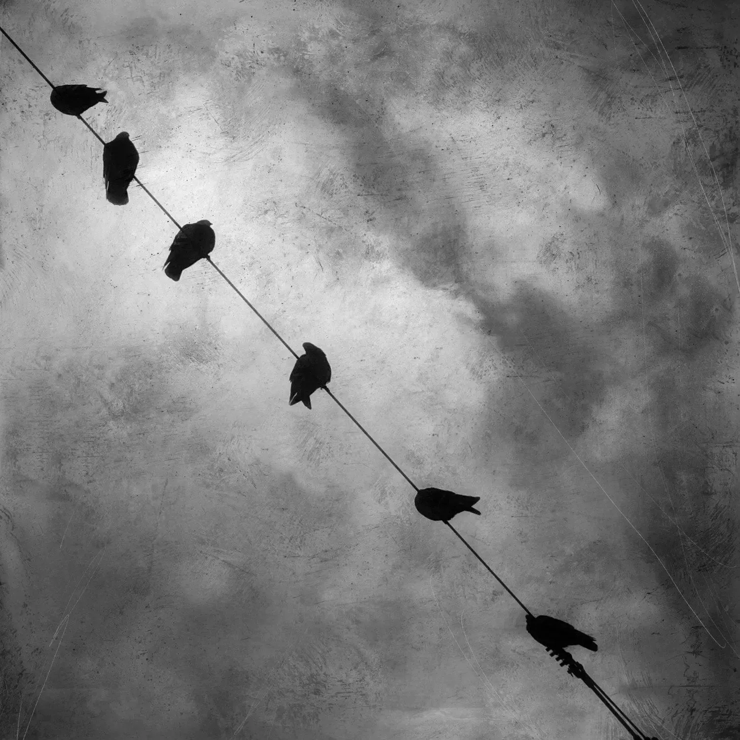 Birds on a Wire by Gloria Baker Feinstein Fine Art Photography