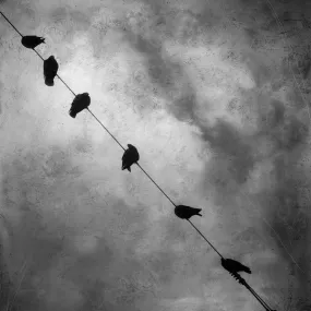 Birds on a Wire by Gloria Baker Feinstein Fine Art Photography