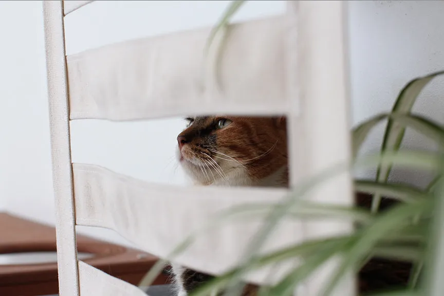 Deluxe Cat Cubby Bed (For Walls)