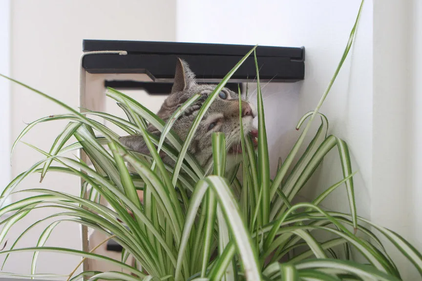 Deluxe Cat Cubby Bed (For Walls)