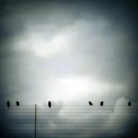 Six Birds by Gloria Baker Feinstein Fine Art Photography