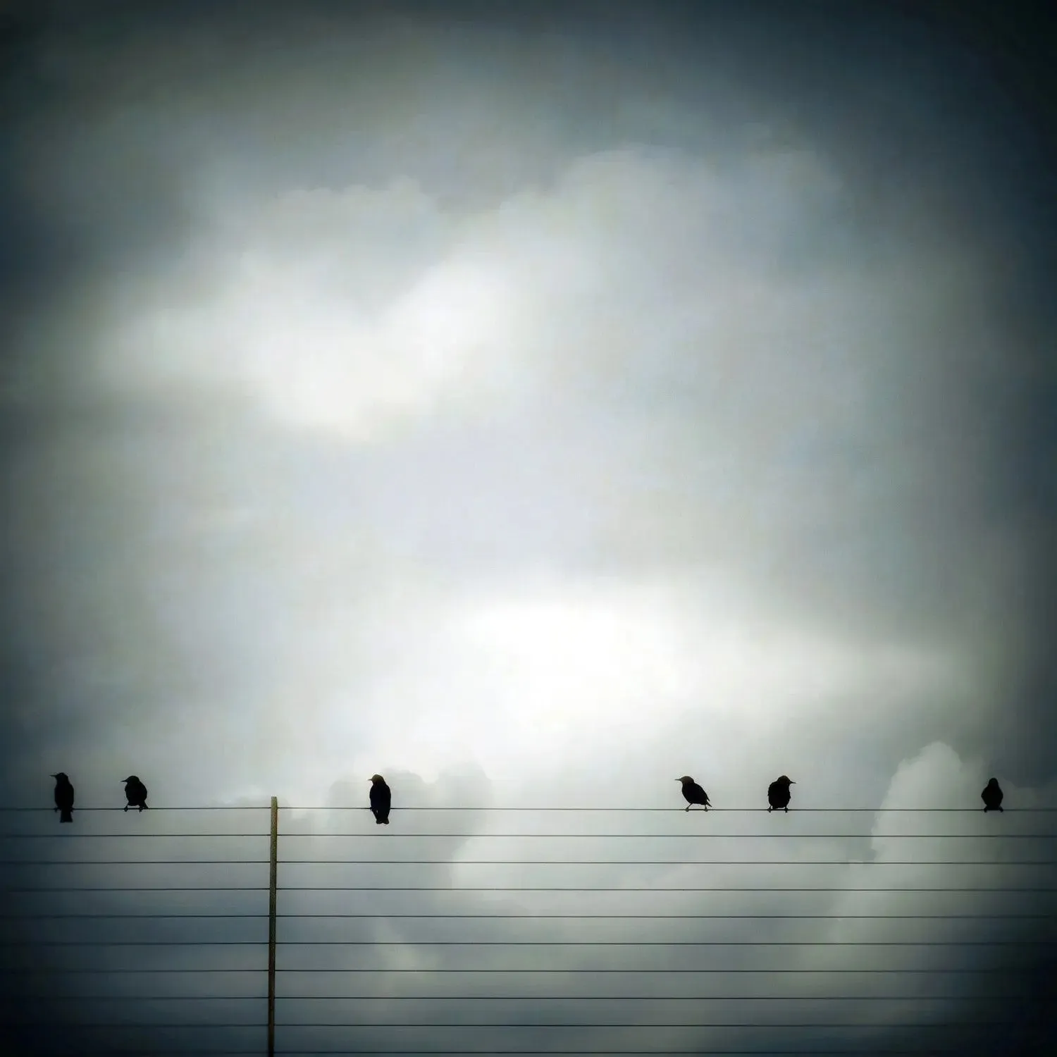 Six Birds by Gloria Baker Feinstein Fine Art Photography