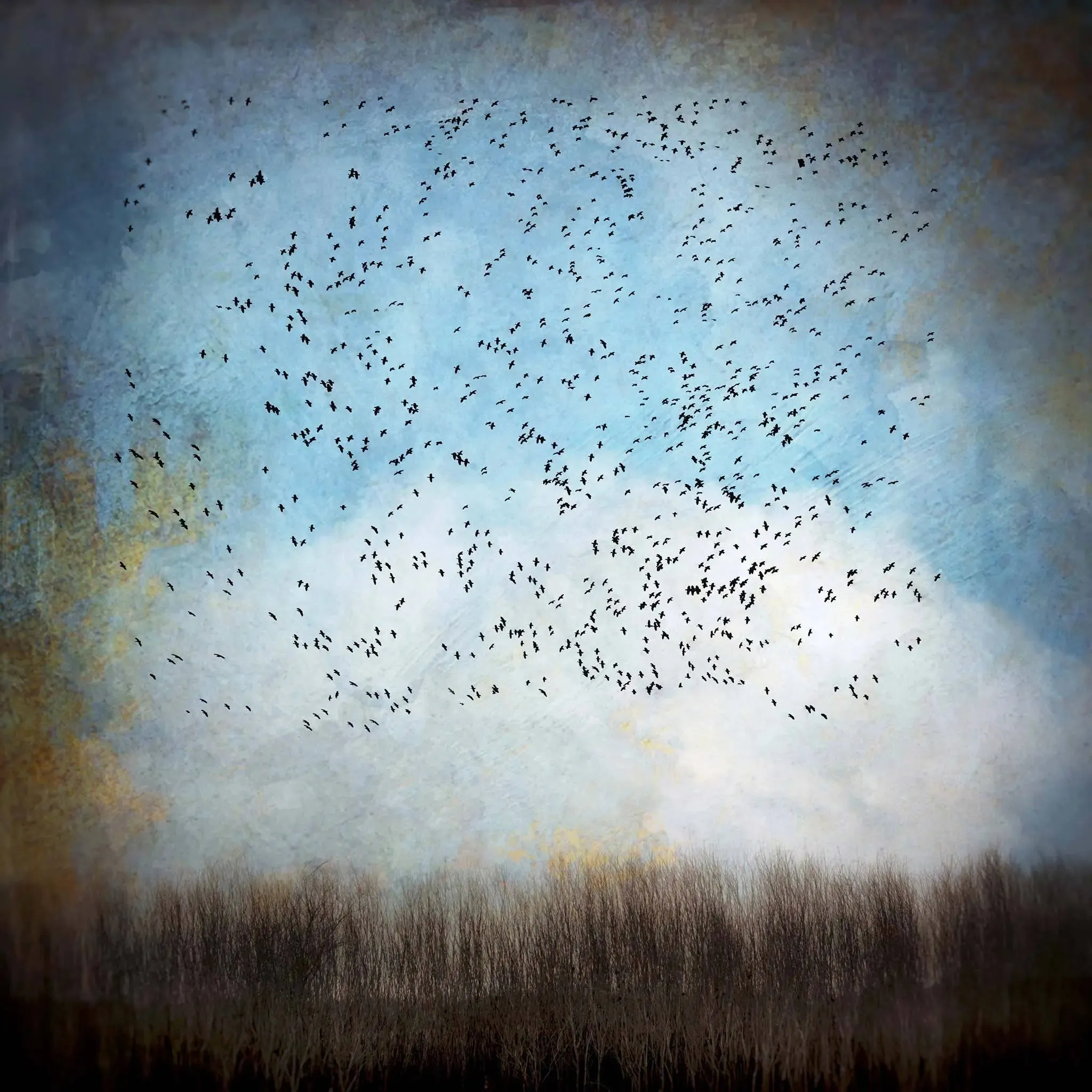 Snow Geese In Blue Sky by Gloria Baker Feinstein Fine Art Photography
