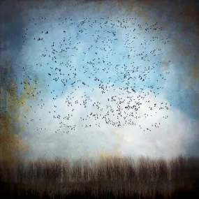 Snow Geese In Blue Sky by Gloria Baker Feinstein Fine Art Photography