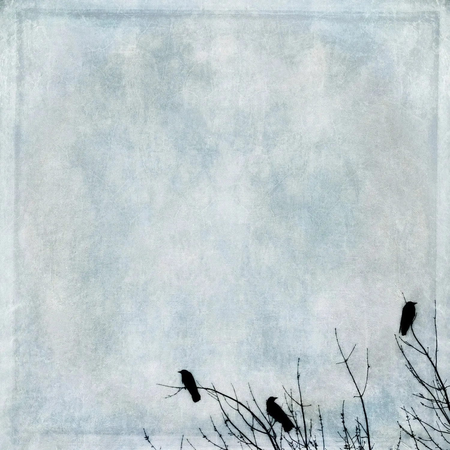 Three Crows by Gloria Baker Feinstein Fine Art Photography