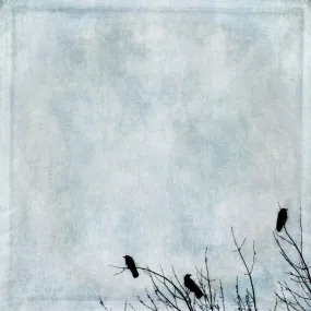 Three Crows by Gloria Baker Feinstein Fine Art Photography